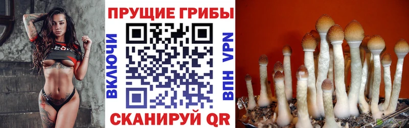 Галлюциногенные грибы GOLDEN TEACHER  hydra зеркало  Новотитаровская 